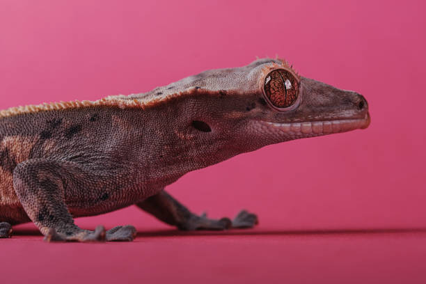 istock Crested gecko - Correlophus ciliatus - 1346579993