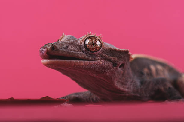 istock Crested gecko - Correlophus ciliatus - 1346579996