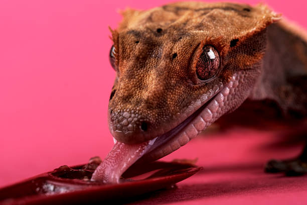 istock Crested gecko - Correlophus ciliatus - 1346579998