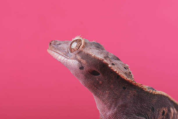 istock Crested gecko - Correlophus ciliatus - 1346579999