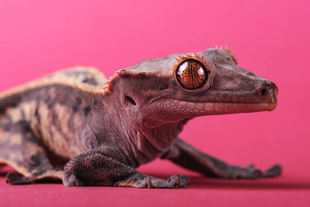 Crested gecko - Correlophus ciliatus -
