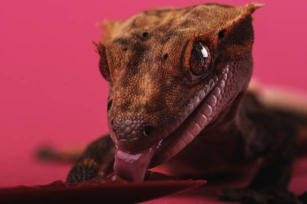 istock Crested gecko - Correlophus ciliatus - 1346580001