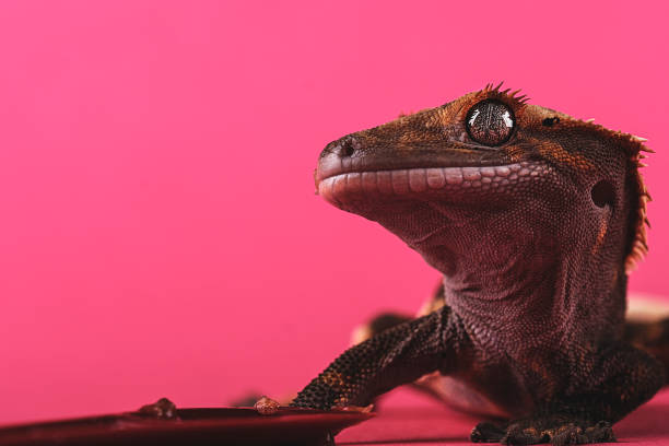 istock Crested gecko - Correlophus ciliatus - 1346580003