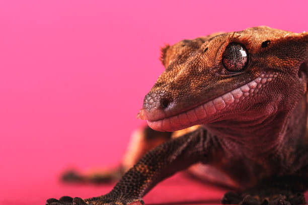 istock Crested gecko - Correlophus ciliatus - 1346580005