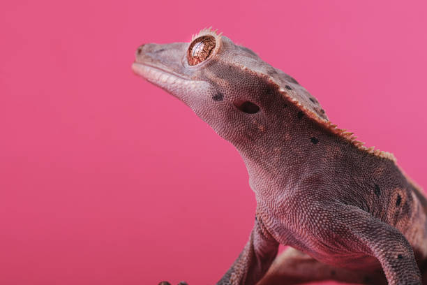 istock Crested gecko - Correlophus ciliatus - 1346580013