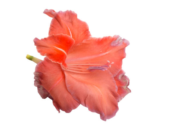 istock beautiful bright gladiolus flower isolated on white 1346580236