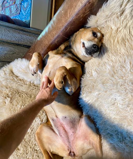 istock Happy dog getting a belly rub 1346580482