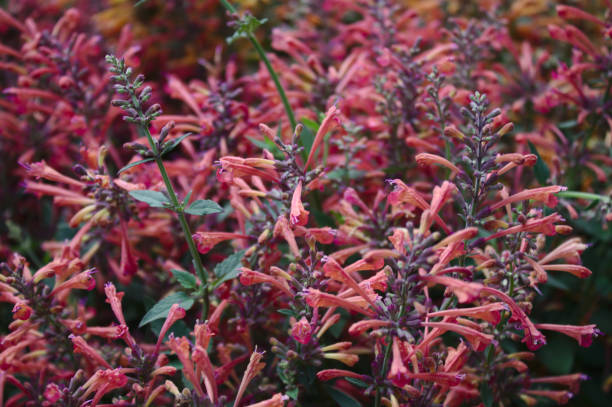 anise hyssop in the garden blossoming anise hyssop in the garden agastache stock pictures, royalty-free photos & images