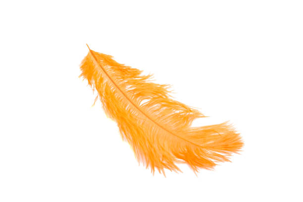 istock fluffy feather in orange color isolated on the white 1346581649