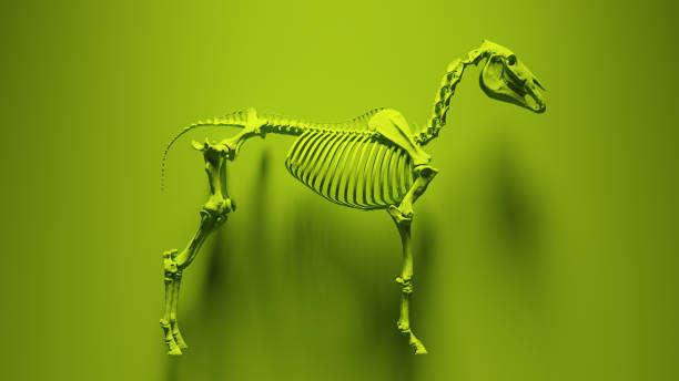 Green Horse Skeleton with Green Background