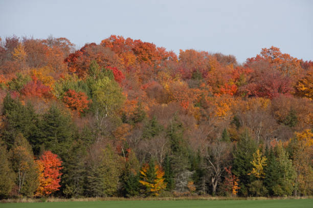 istock Fall colors in the Canadian countryside 1346584588