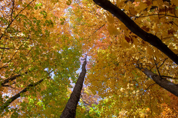 istock Leaves and fall colors in theCanadian forest 1346584673