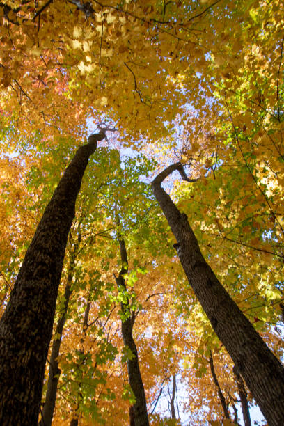 istock Leaves and fall colors in theCanadian forest 1346584674