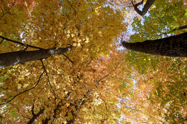 istock Leaves and fall colors in theCanadian forest 1346584680