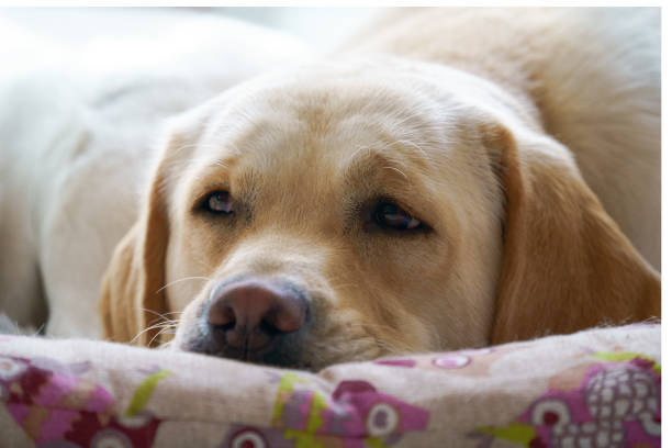 istock Labrador retriever dogs resting on his bed 1346584764