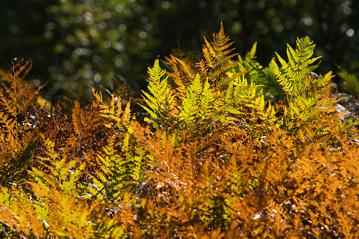 Autumn colors. Bright orange leaves of the fern in rainy weather. Golden autumn. Beautiful autumn background. Horizontal location, Copy space. Beautiful autumn fern.