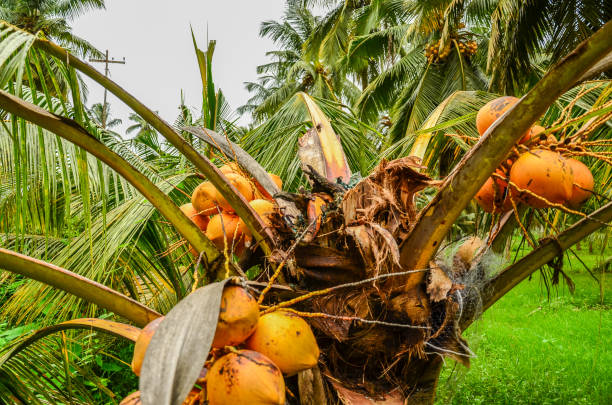 Coconut palm destroyed by Rhinoceros beetles