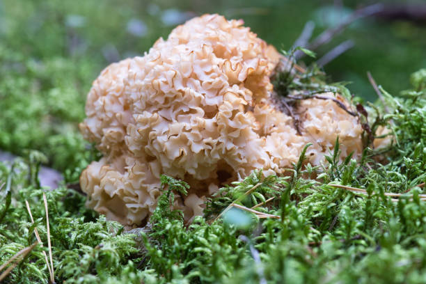 istock a Sparassis crispa or cauliflower fungus 1346584962