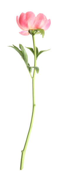istock Beautiful pink peony bud isolated on white 1346585024