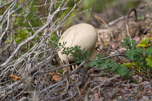 Lycoperdon perlatum, popularly known as the common puffball, emerging from the forest ground