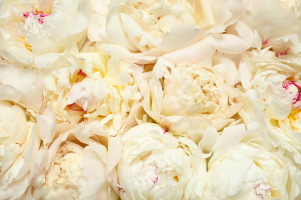 istock Beautiful white fresh peonies as background, closeup 1346585054