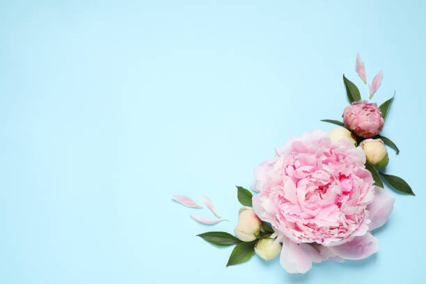 istock Beautiful fresh peonies on light blue background, flat lay. Space for text 1346585055