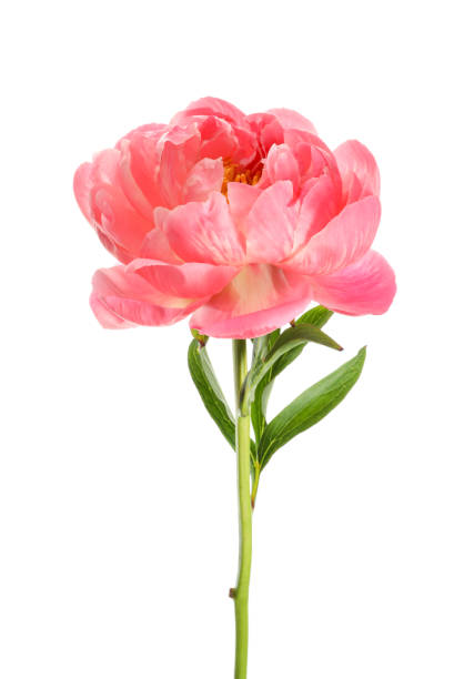 istock Beautiful blooming pink peony isolated on white 1346585271
