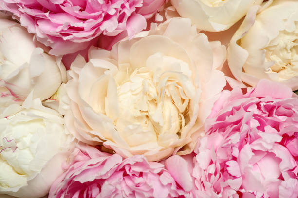 istock Beautiful white and pink peonies as background, closeup 1346585818