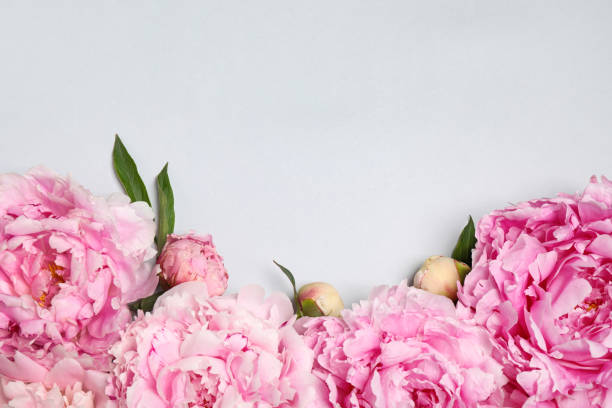 istock Beautiful pink peonies on light grey background, flat lay. Space for text 1346585854