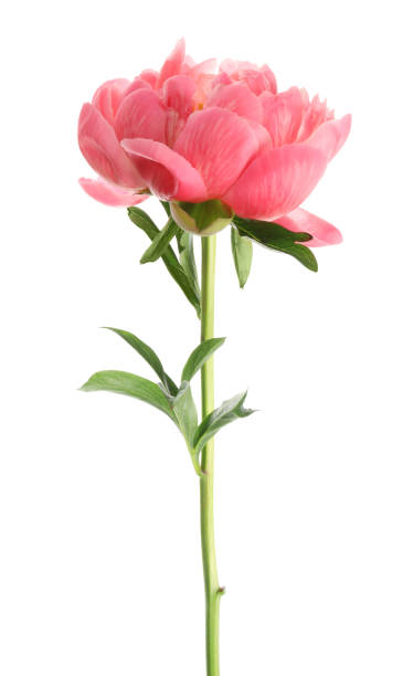 istock Beautiful blooming pink peony isolated on white 1346585862