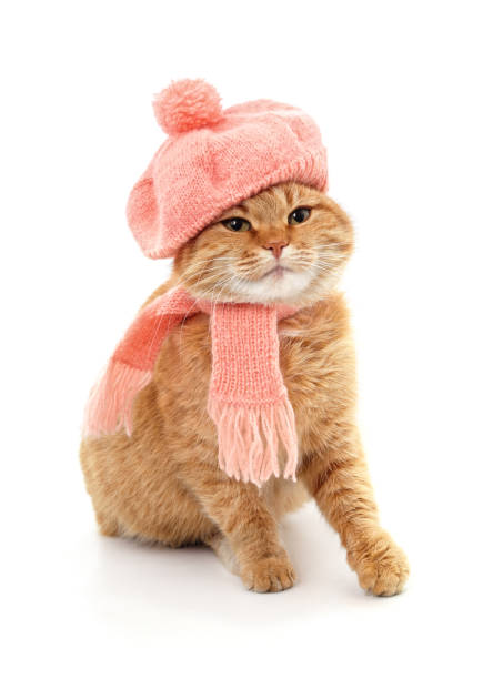 istock Kitten in a pink scarf and in the hat. 1346586368