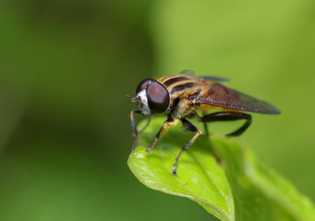 istock Close up of yellow fly face. 1346587391