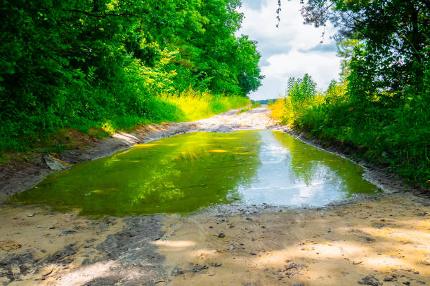 istock Big muddy puddle on the forest road. Rainy weather. 1346588566