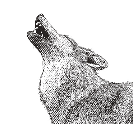 Vector illustration of a Gray wolf howling at the moon
