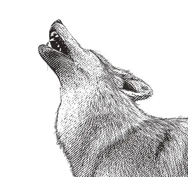 Vector illustration of Gray wolf howling at the moon