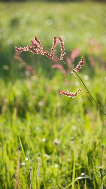 istock Wild pink flowering plant in meadow 1346589165
