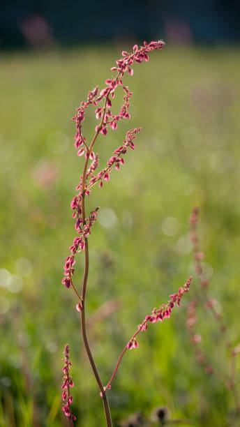 istock Wild pink flowering plant in meadow 1346589169