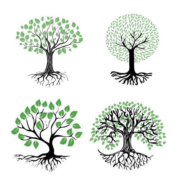 A tree with roots A set of illustrations of a tree with roots and green foliage. Abstract tree icon on a white background. Round emblem of a tree with a rhizome. wood fibers stock illustrations
