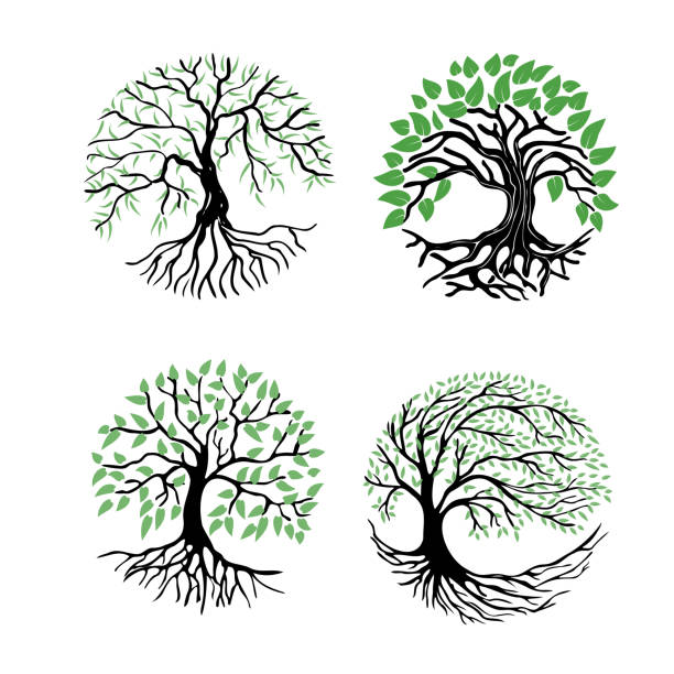 illustrations, cliparts, dessins animés et icônes de un arbre avec des racines - maple tree tree silhouette vector