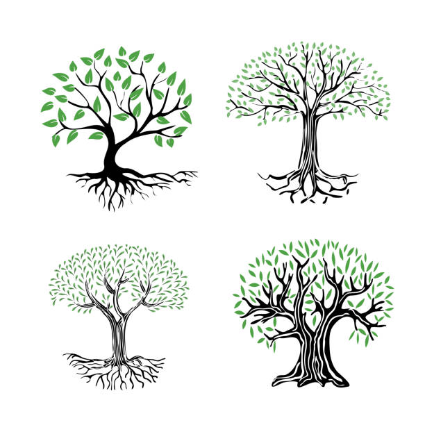 дерево с корнями - maple tree tree silhouette vector stock illustrations