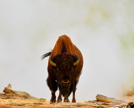 Commonly known as a Buffalo roams Wyoming in herds