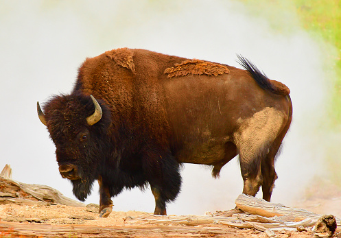 Commonly known as a Buffalo roams Wyoming in herds