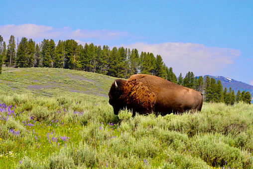 Commonly known as a Buffalo roams Wyoming in herds