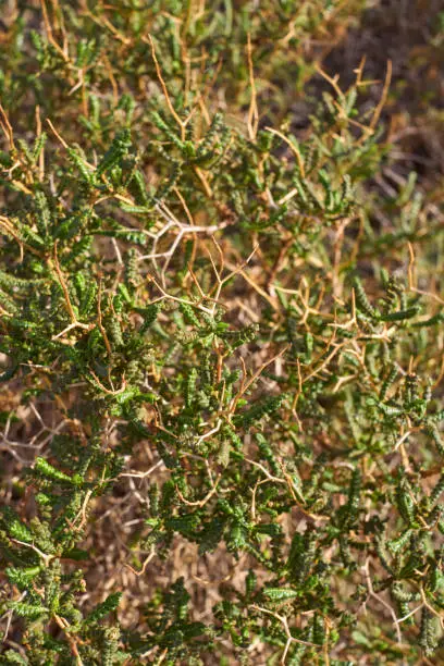 Photo of Sarcopoterium spinosum branch close up