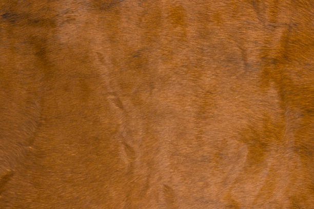 istock High quality of natural brown fur texture background. 1346593828