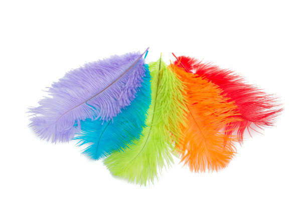 istock many colorful fluffy feathers isolated on the white 1346594642