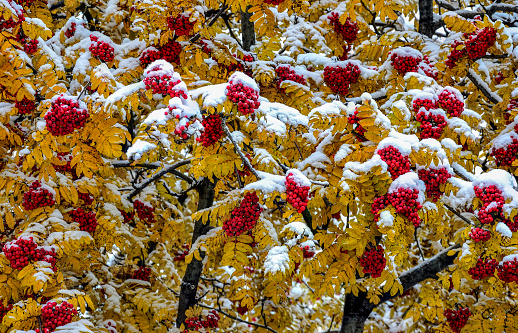 First snow on colorful fall foliage and red berries of rowan tree branches after snowfall. Seasonal background - wonderful scene of seasons changing. Autumn and winter meet - fairy tale of nature