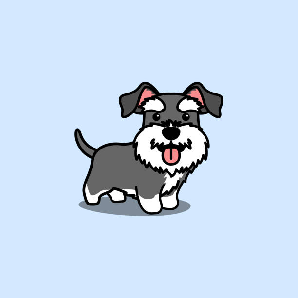 Cute miniature schnauzer puppy cartoon, vector illustration Cute miniature schnauzer puppy cartoon, vector illustration schnauzer stock illustrations