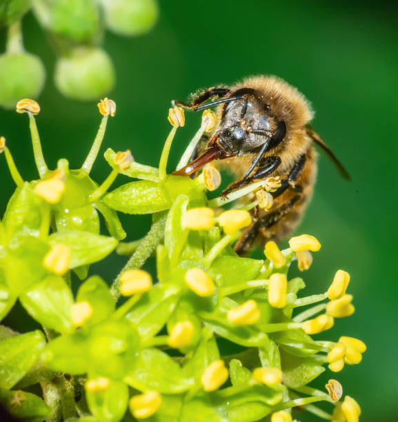 Extreme close up of a bee on a green plant