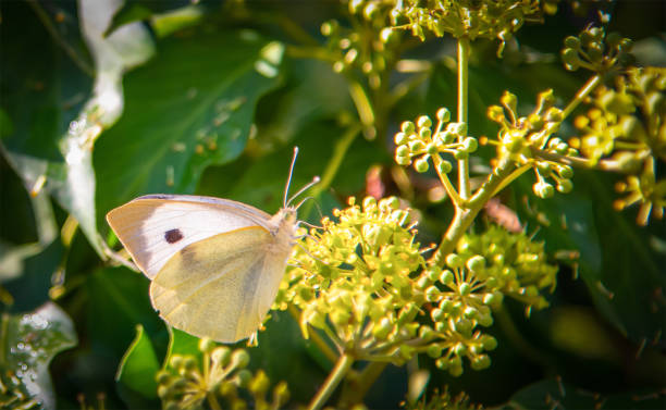 крупным планом белая бабочка на растении плюща - безпозвоночное стоковые фото и изображения